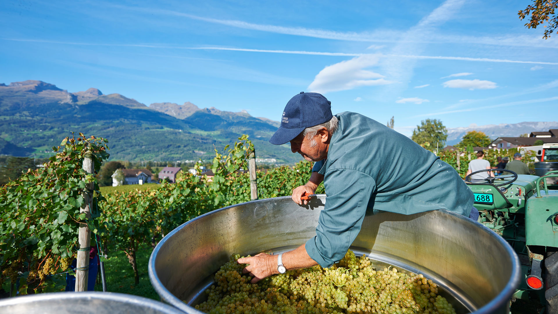 Grape harvest Grape harvest
